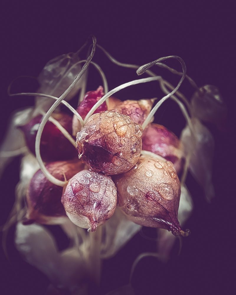 Photograph by Iryna Krotova