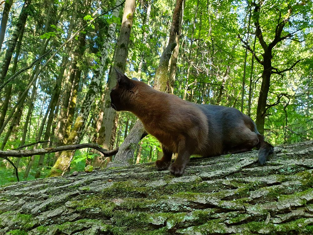 Фотография автора Надежда Лисицына