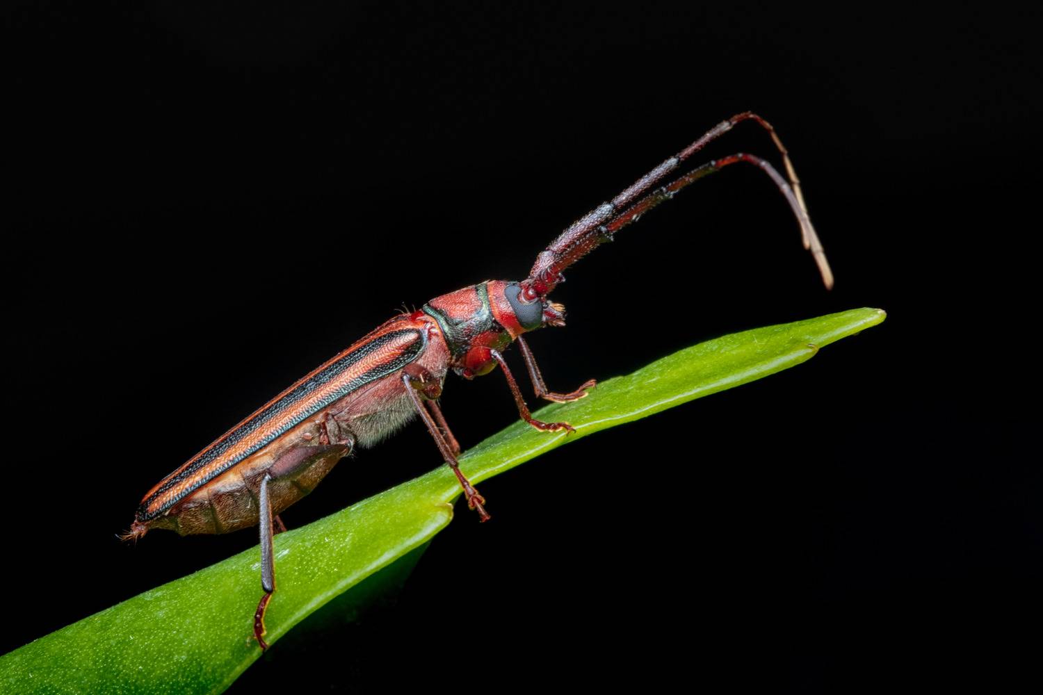 Longhorn Beetle - Xystrocera globosa (Olivier)