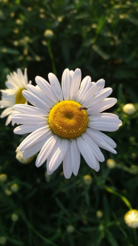 Photograph by Диана Кучумова
