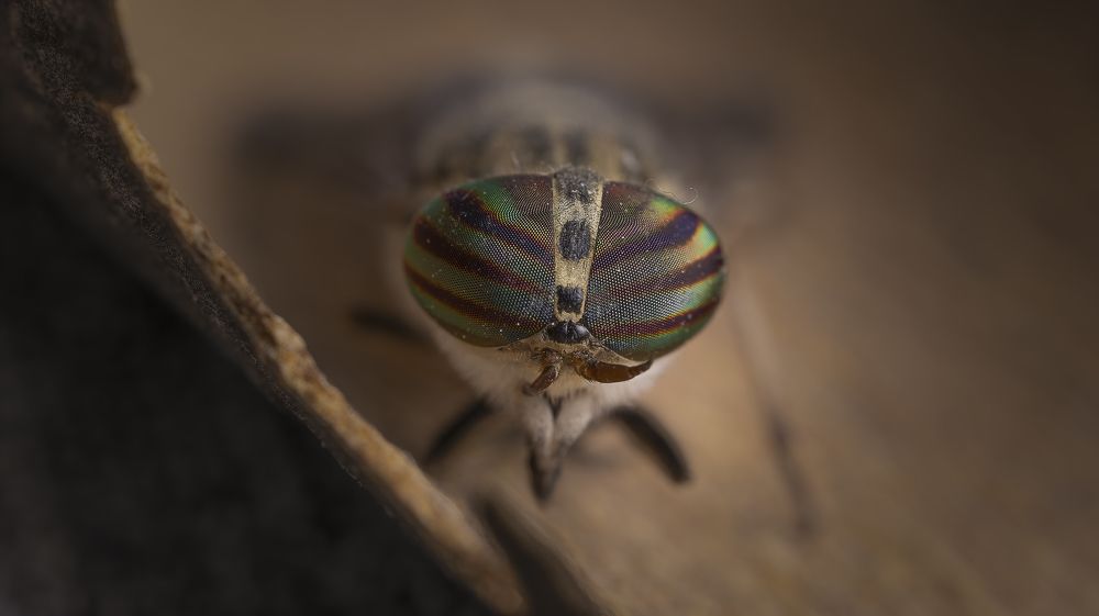 Photograph by Sajkovski Dejan