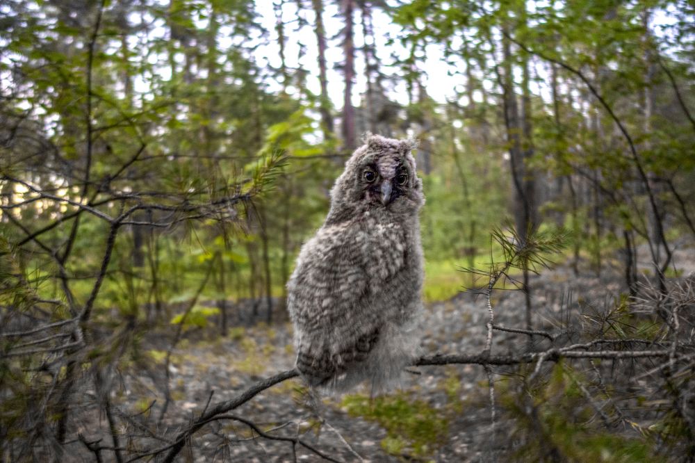 НЕОЖИДАННАЯ ВСТРЕЧА