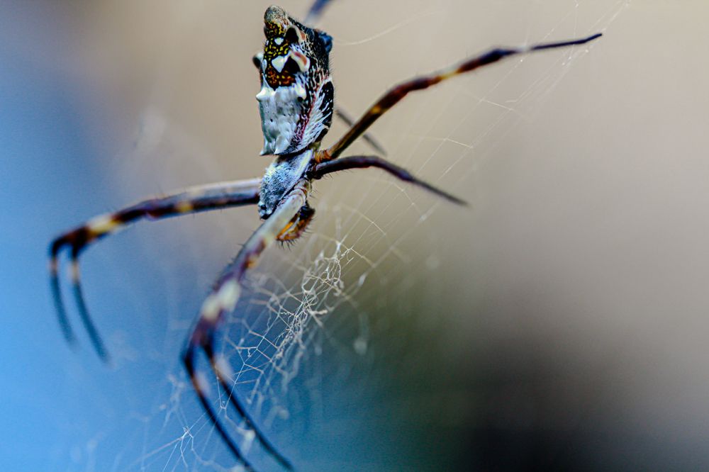 Photograph by Eliane Pellegrini