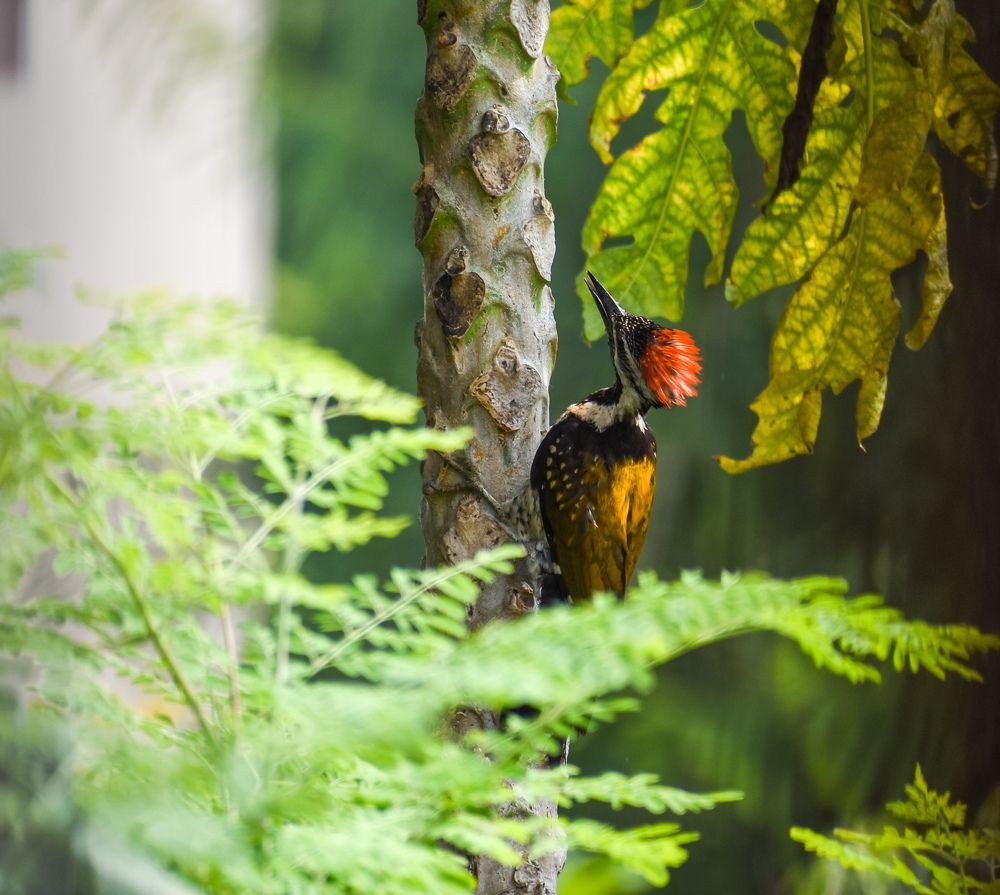 Фотография автора Tonmoy Maity