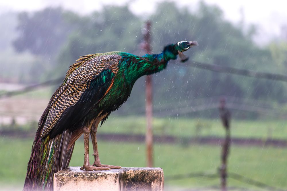 Photograph by Abhishek maurya