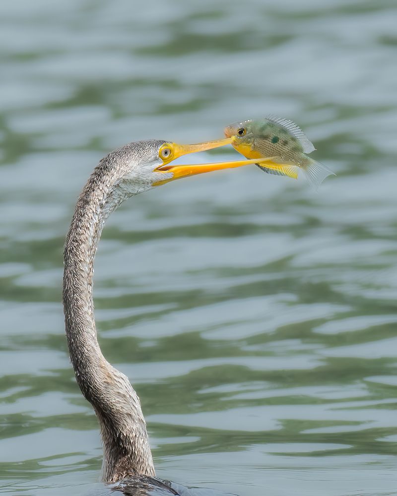 Фотография автора M Anandhu