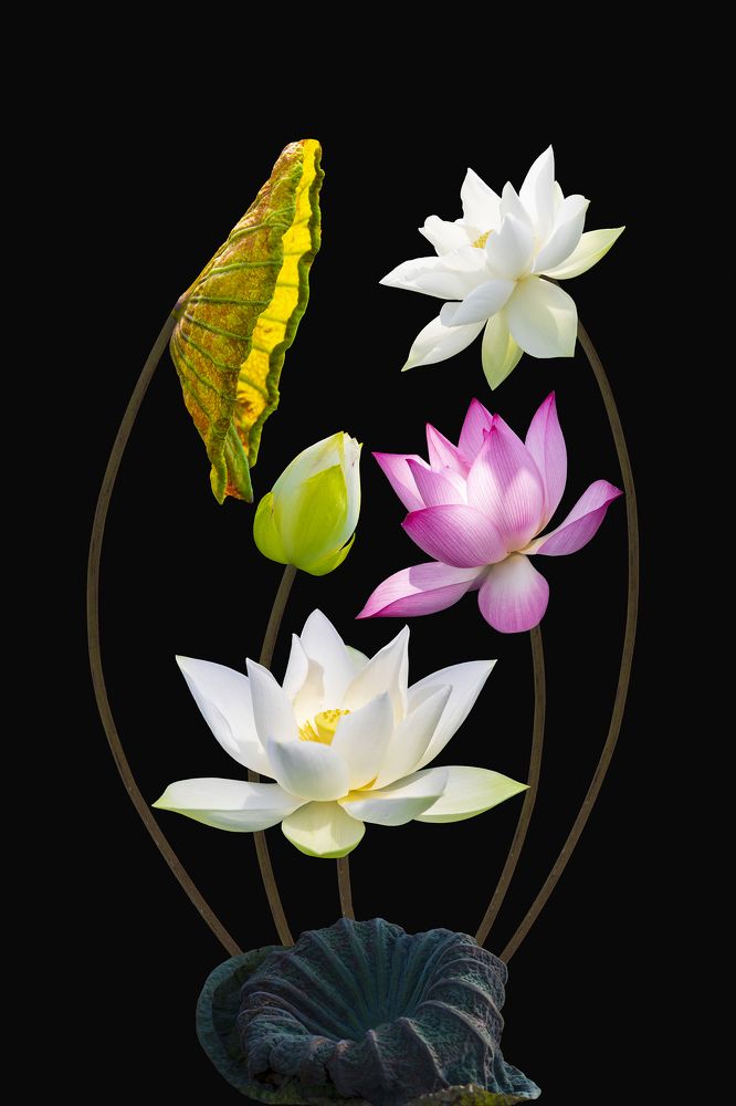 Фотография автора Tuan Guitare