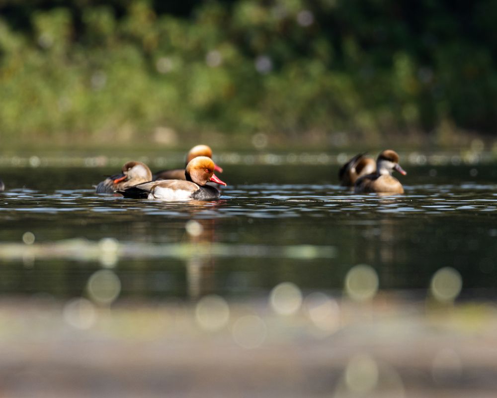 Photograph by Harsh Ghate