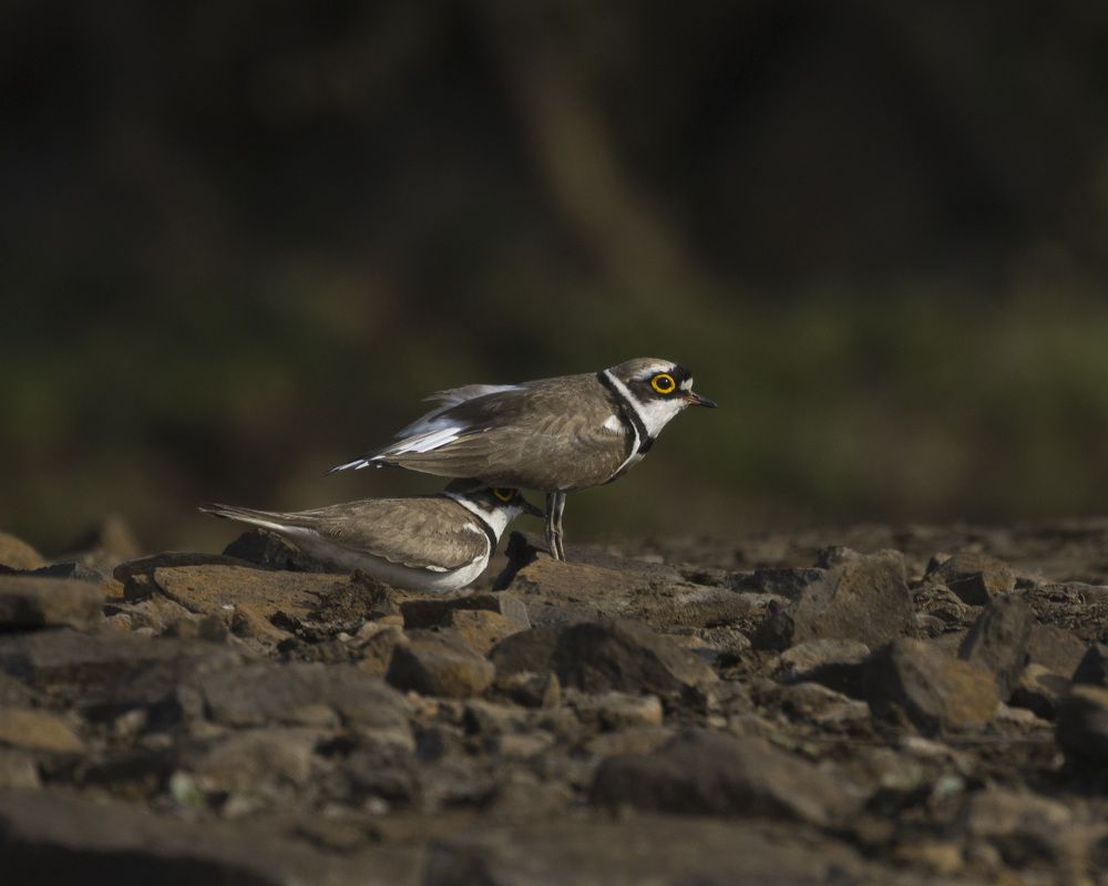 Photograph by Harsh Ghate