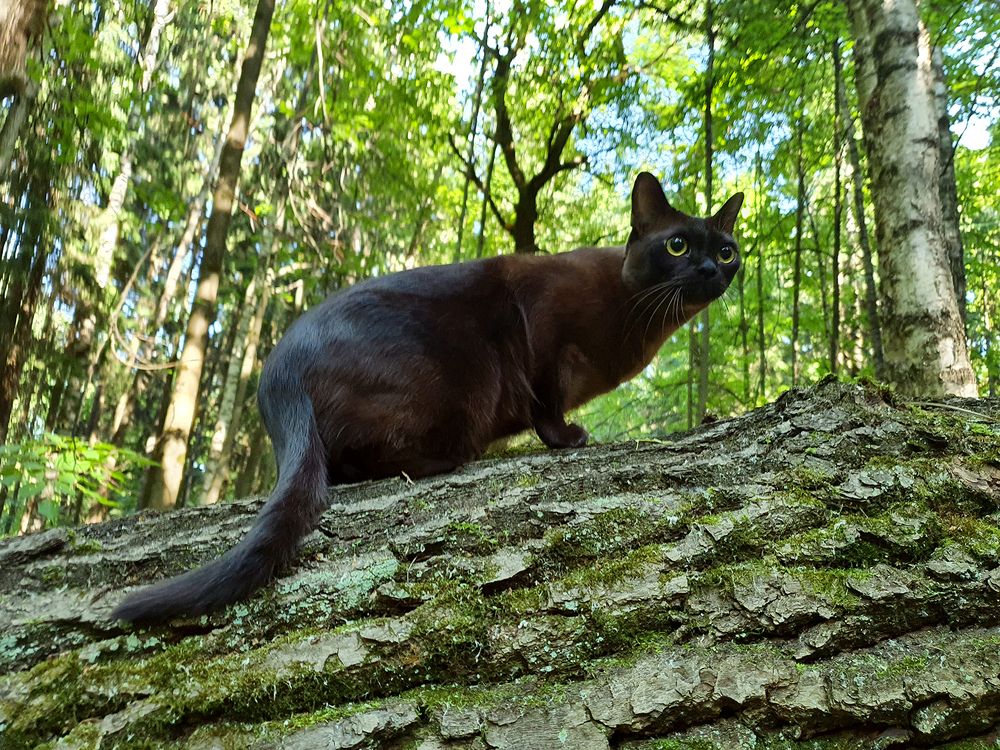 Фотография автора Надежда Лисицына
