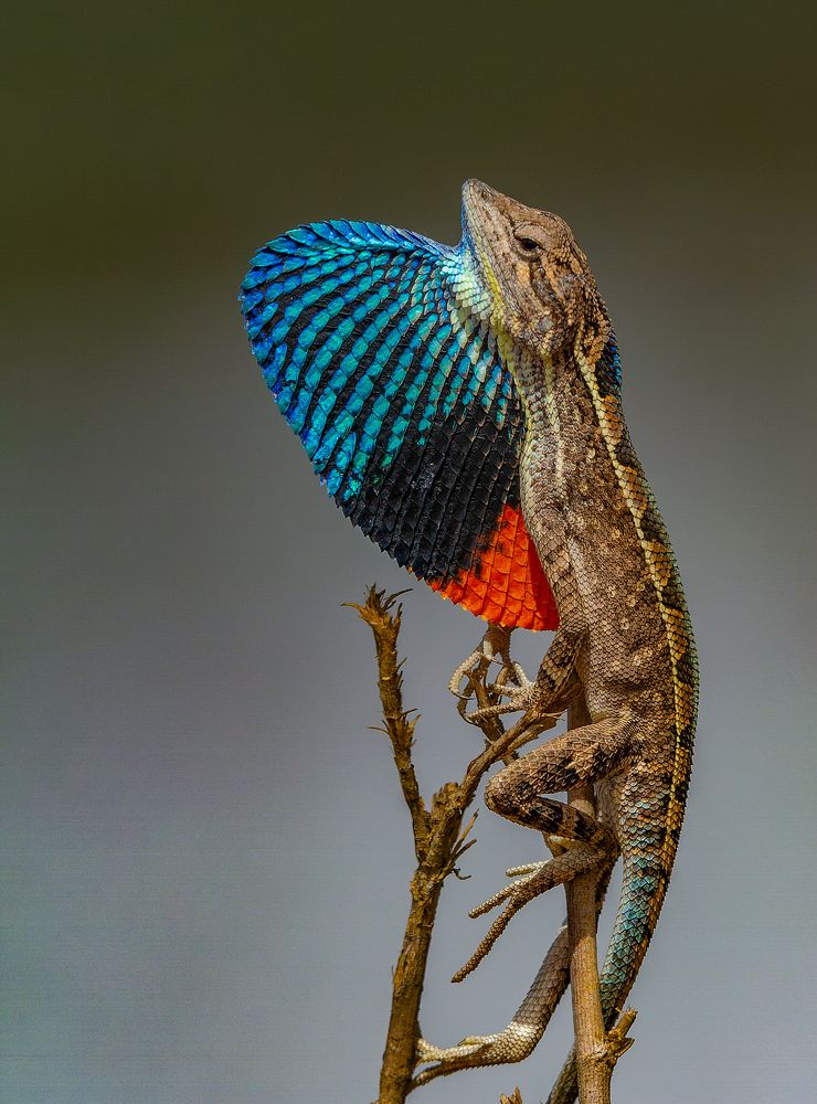 Fan Throated Lizard