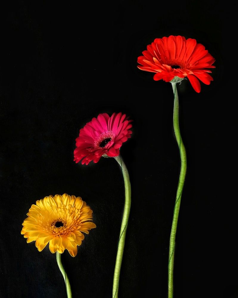 Photograph by Лариса Бурова