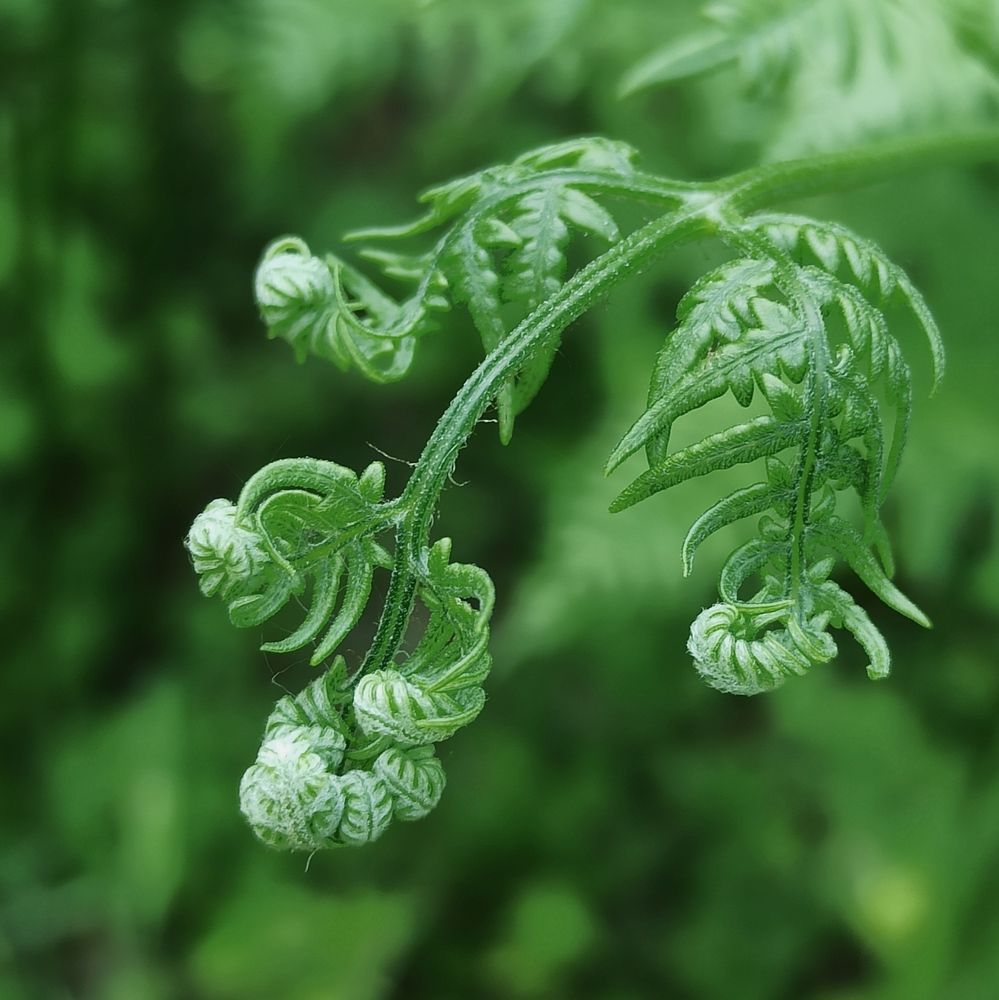 Photograph by Halina Mitsevich