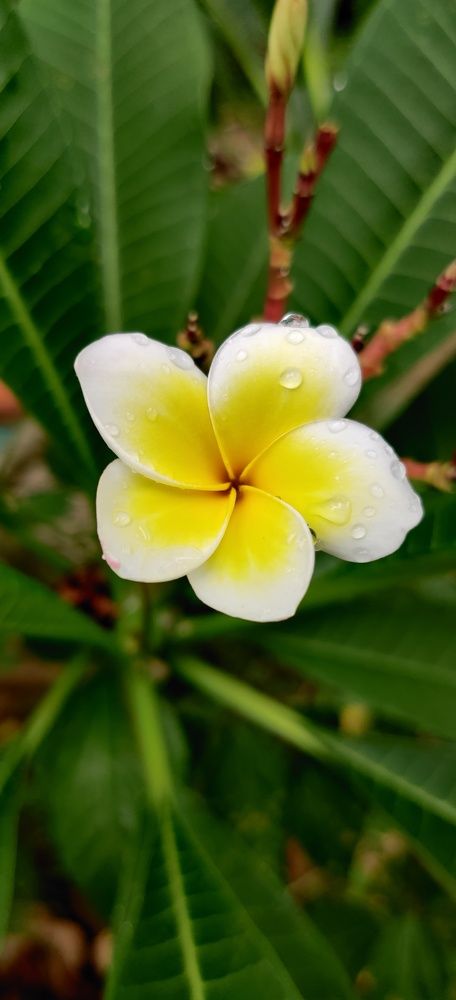 Araliya Flower