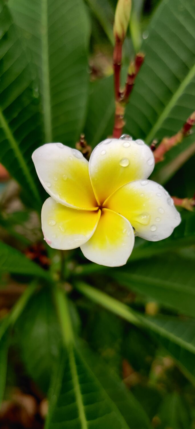 Araliya Flower