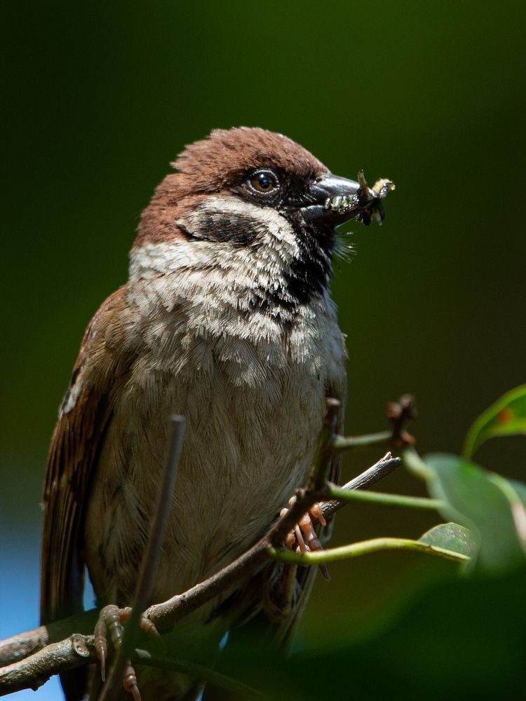 Photograph by Roslan Alias