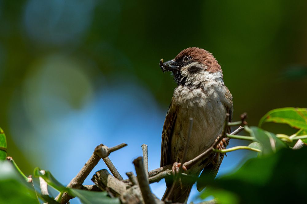 Photograph by Roslan Alias