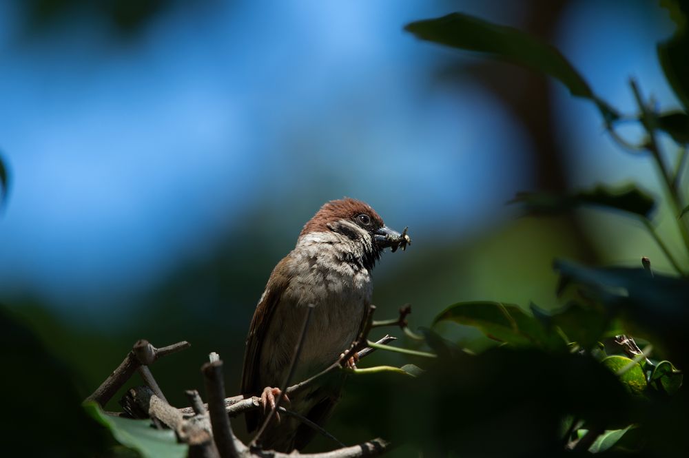 Photograph by Roslan Alias