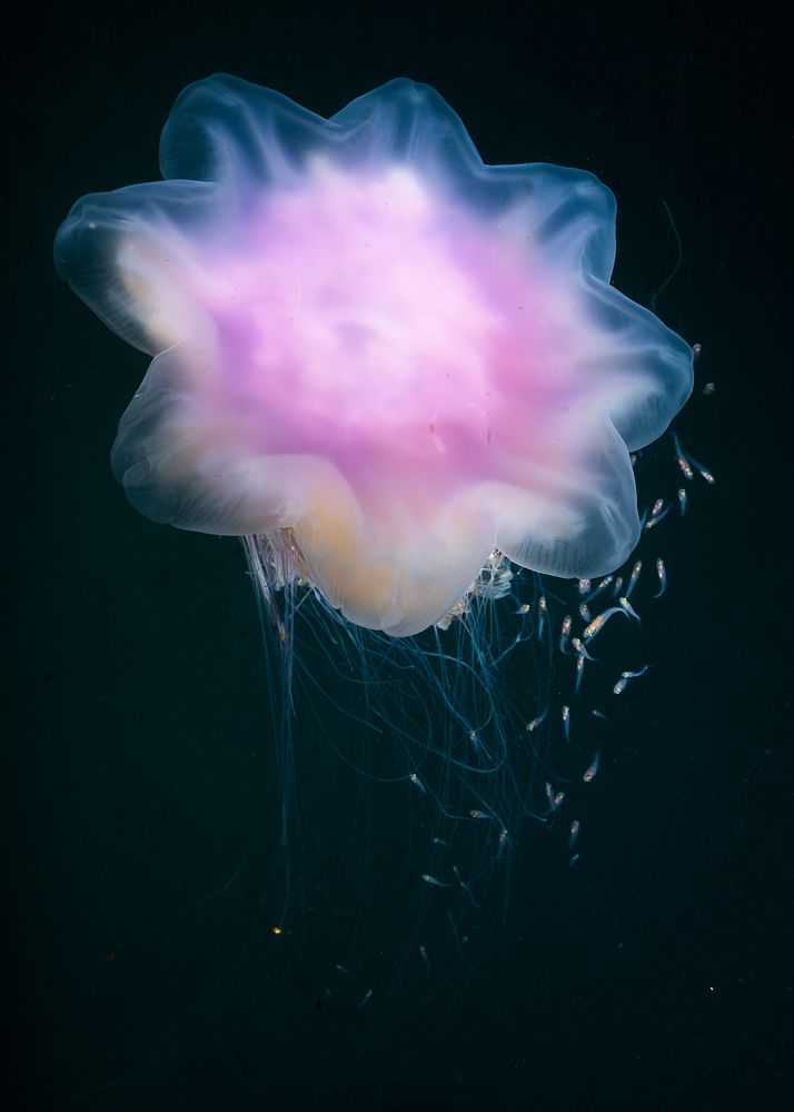 Фотография автора Ichinoseki Sayaka