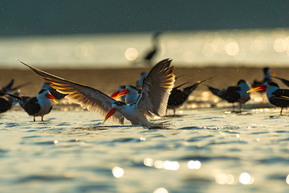 Photograph by Sachitananda Jena