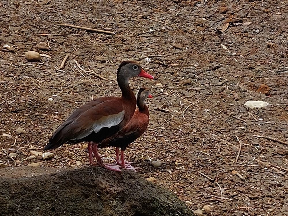 Photograph by Virginia Azocar