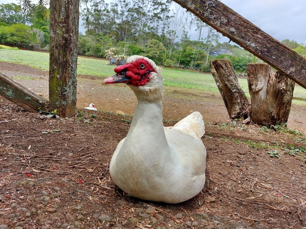 Photograph by Virginia Azocar