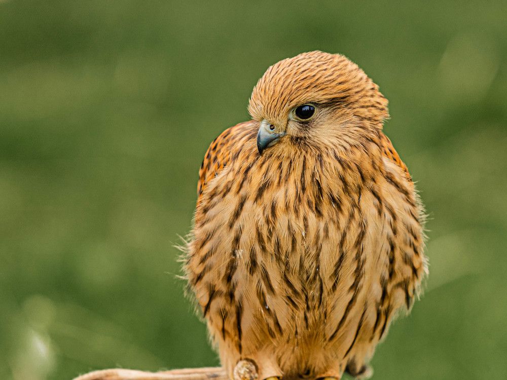 Photograph by Константин Горшенин