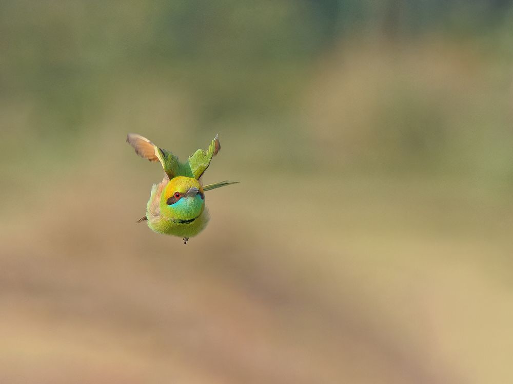 Green Bee Eater
