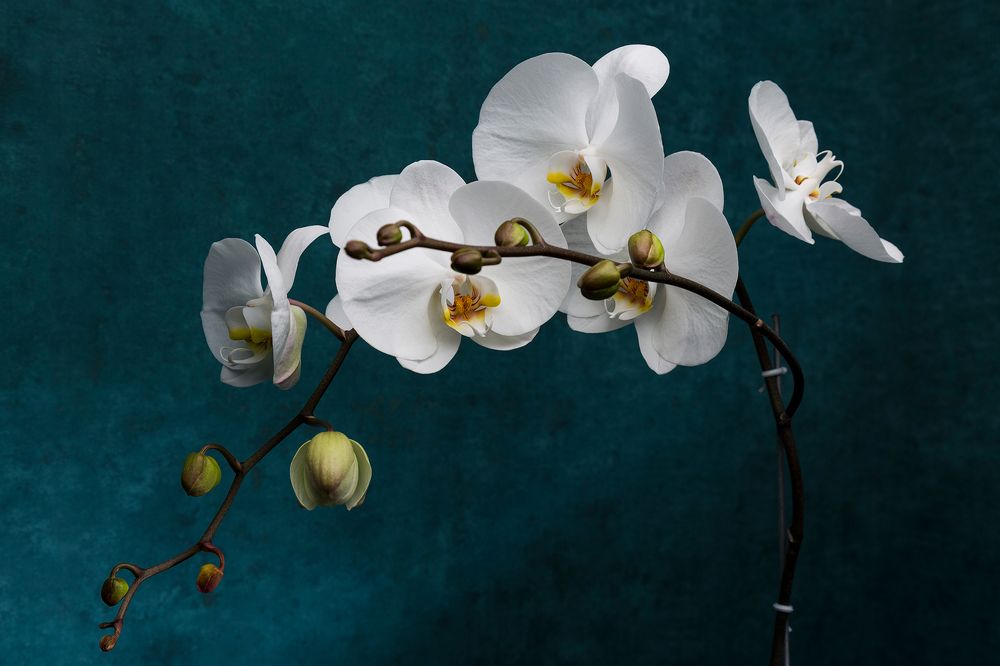 Photograph by Changiz Jalayer