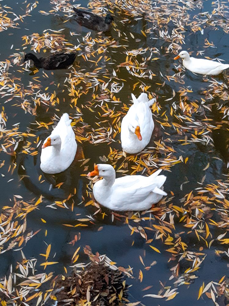 Photograph by Анна Чичилова