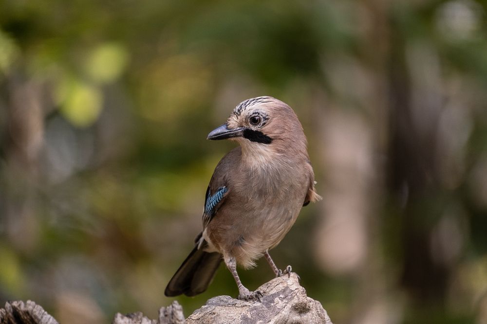 Photograph by Luca Giuseppe Carlo Gandin