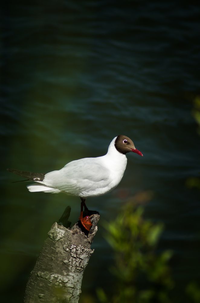 Photograph by Евгений Крюков