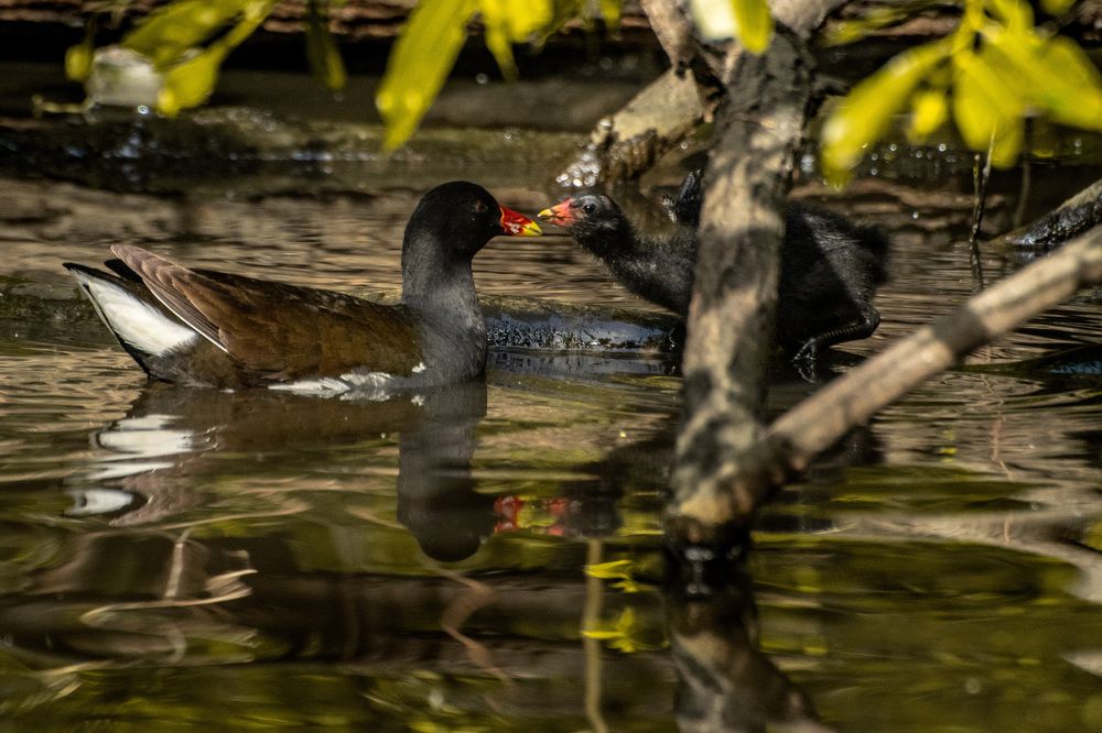 Photograph by Семён Чернобельский