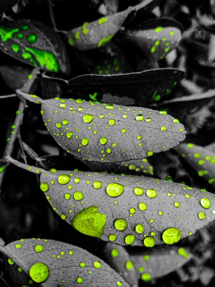 Photograph by MOZAMEL