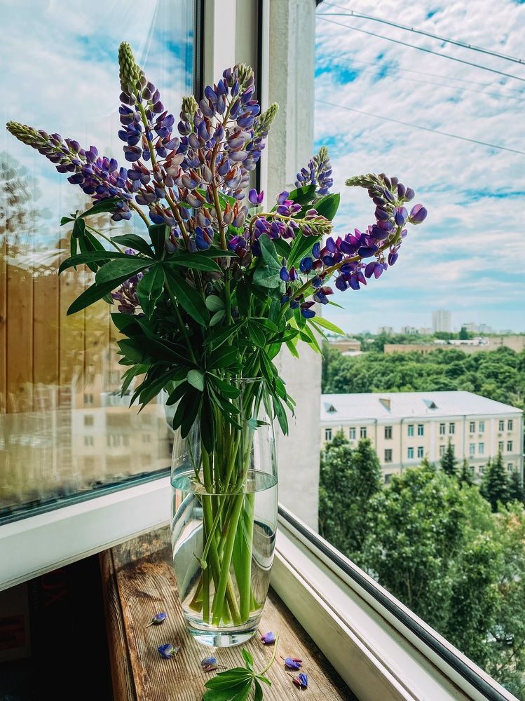 Bouquet of lupins on the window