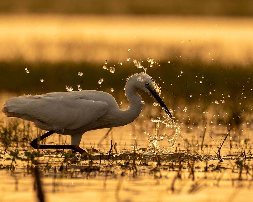 Photograph by Amlan Mohapatra