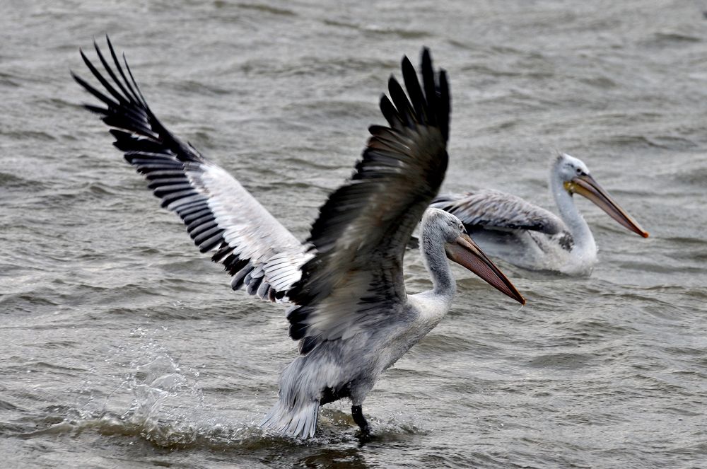 Photograph by Muzaffer Sütlüoğlu
