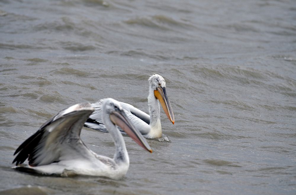 Photograph by Muzaffer Sütlüoğlu