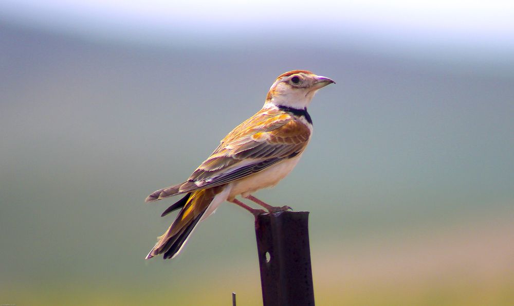 Photograph by Ulzii Ulziibat