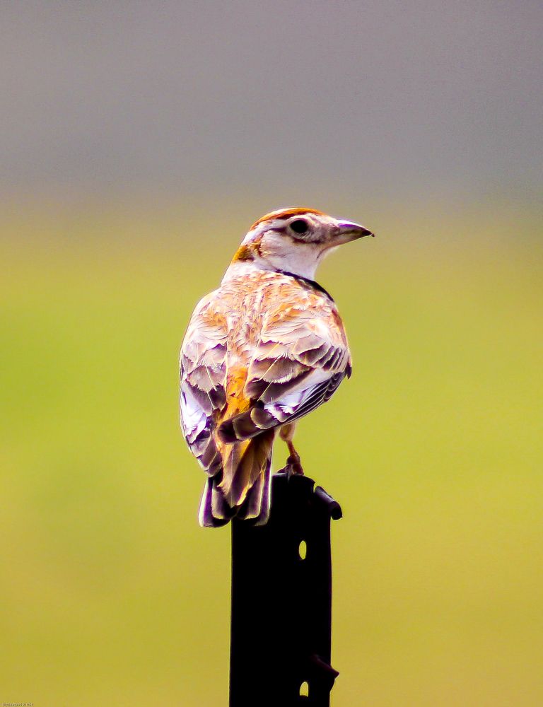 Photograph by Ulzii Ulziibat