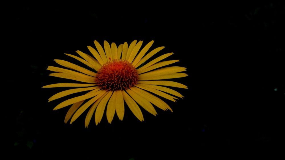 Фотография автора Eleonora