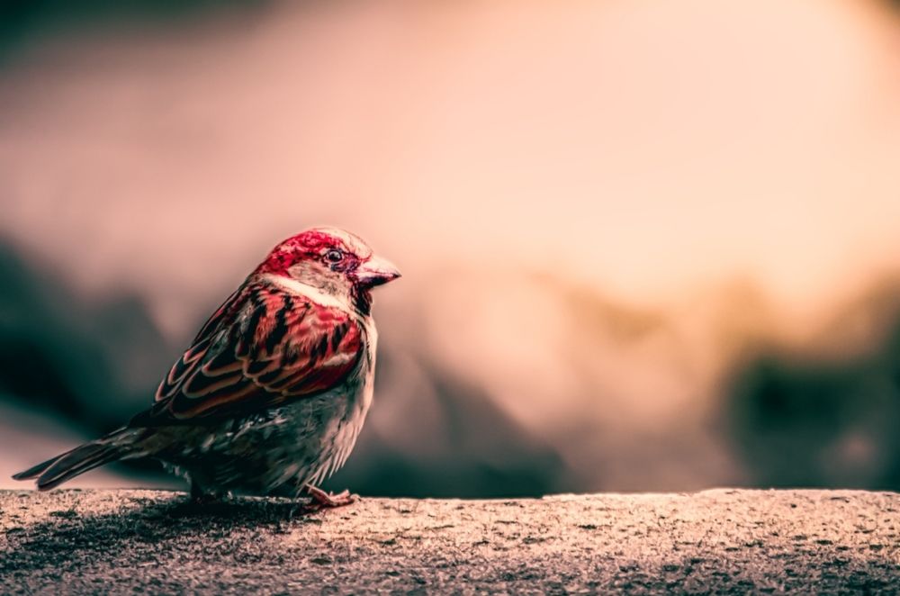 Горобчик та Сонце