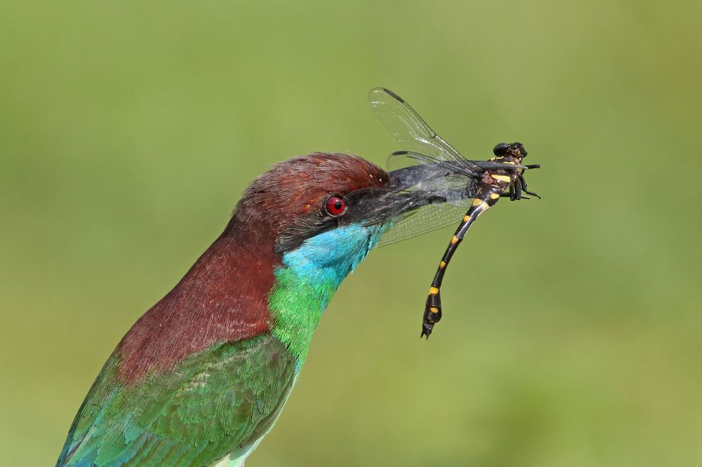 Photograph by Graeme Guy