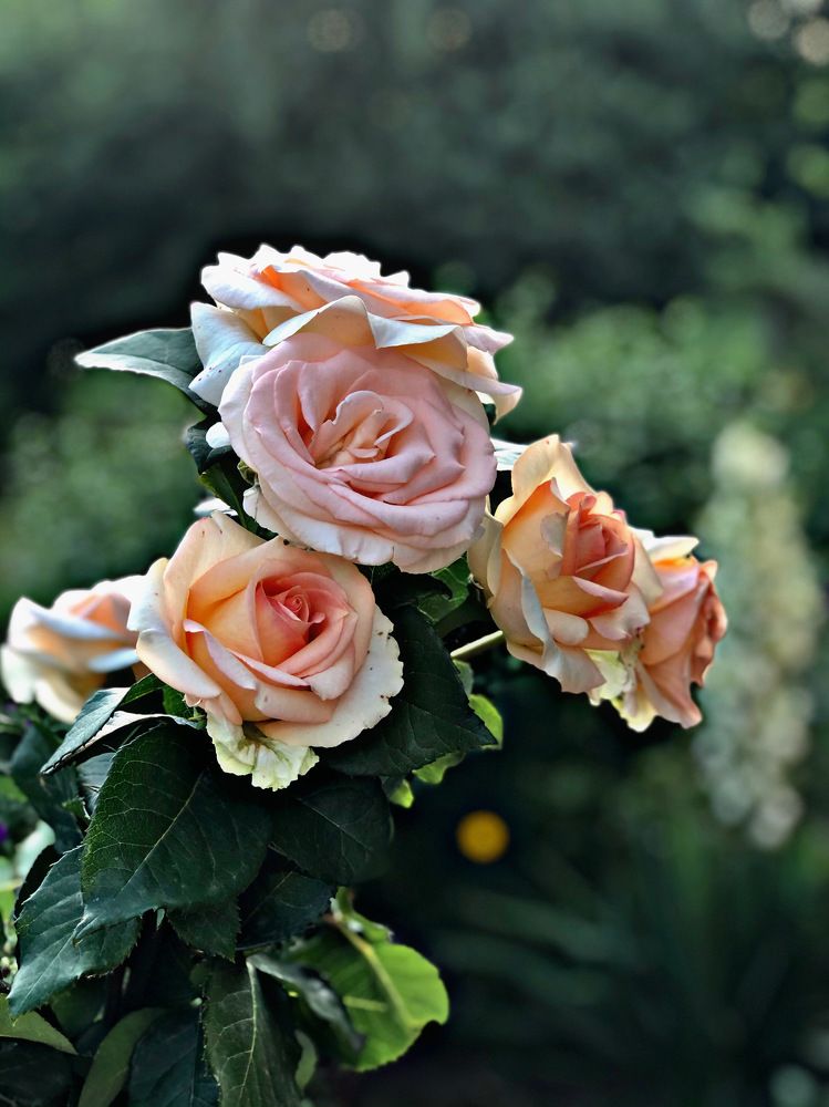 Photograph by Oksana lukyanova