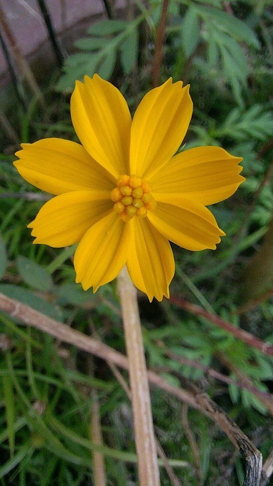 yellow flower