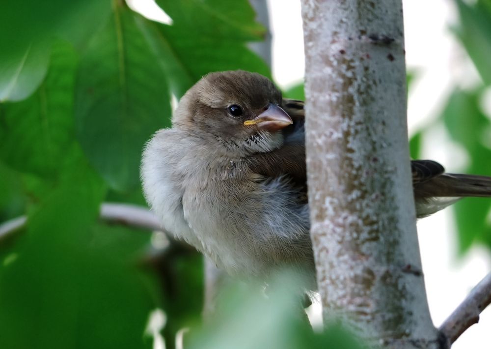 Photograph by Taras Taras Shevchenko