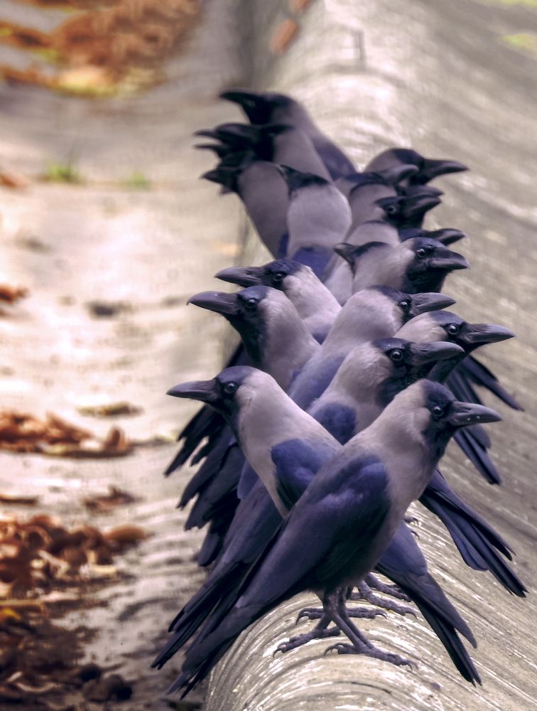 Photograph by Kumar Munna