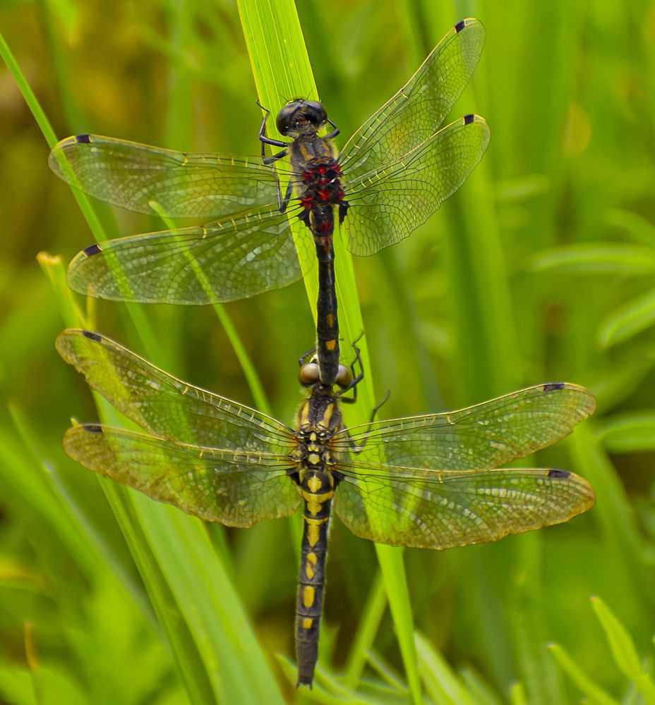 Две стрекозы в любовном порыве