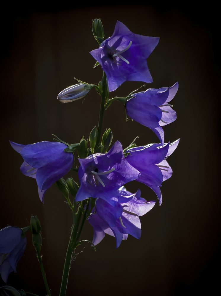 Садовый этюд.