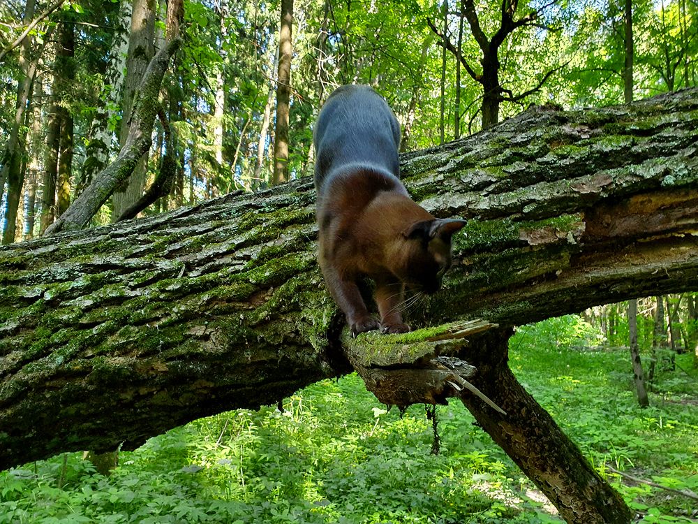 Фотография автора Надежда Лисицына